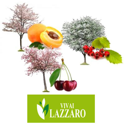 piante nane da frutto | Vivailazzaro.it