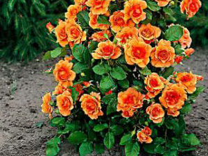 Orange beauty è una rosa a cespuglio di piccole dimensioni, molto ramificata | Vivailazzaro.it