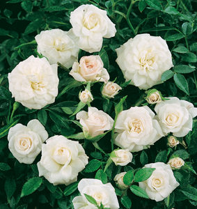 La pianta di rose Biancaneve è a cespuglio ramificata | Vivailazzaro.it