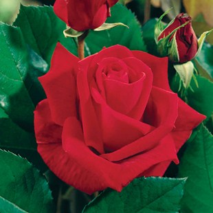 La rosa Ena Harkness produce fiori dal colore rosso dalla forte profumazione | Vivailazzaro.ti