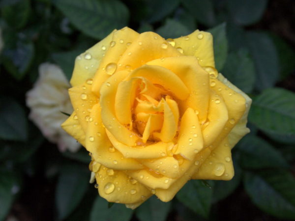 Rosa Buccaner è molto rigogliosa e produce fiori di colore giallo molto intenso | Vivailazzaro.it