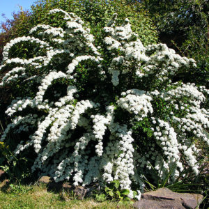 La Spirea è un arbusto a foglia caduca con una abbondante fioritura | Vivailazzaro.it