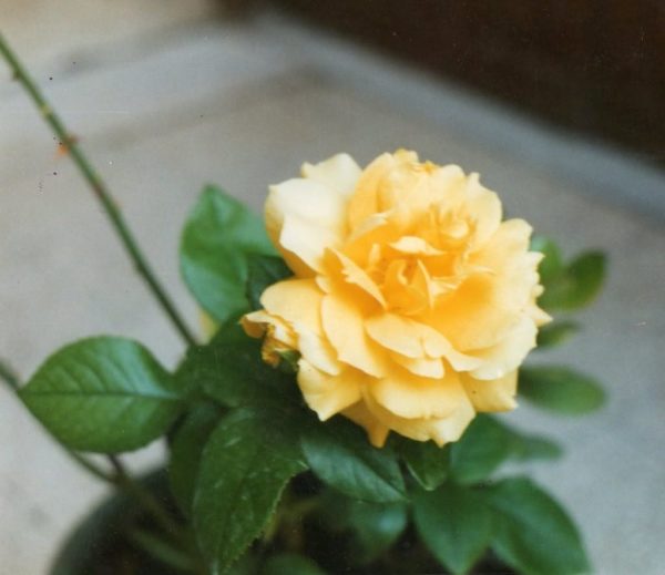 Speack’s yellow pianta di rose a grandi fiori gialli | Vivailazzaro.it
