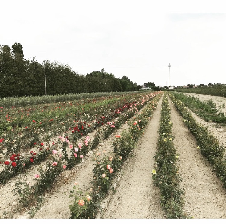 Ampio vivaio a Saonara (Pd) di produzione di piante di rose | Vivailazzaro,it