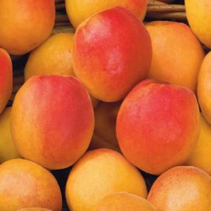 Apricot - Prunus armeniaca