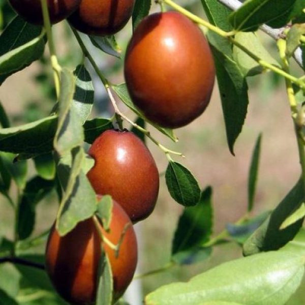Giuggiolo Ziziphus Sativa è una pianta de frutto che può essere coltivata sia a cespuglio che ad alberello | vivailazzaro.it