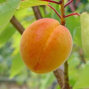 Il frutto dell’albicocco Caldesi è di pezzatura medio-grossa | Vivailazzaro.it