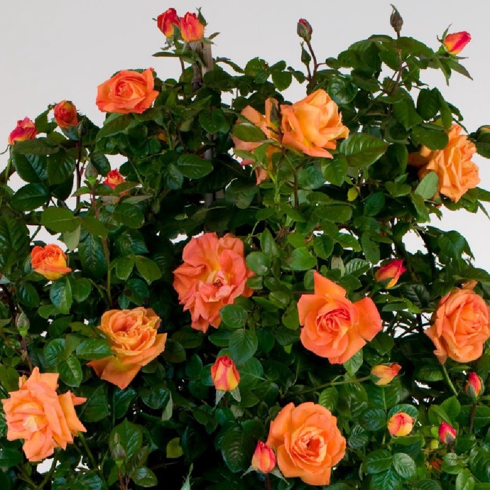 Rosa rampicante Orange Star profumata con grande bocciolo | Vivailazzaro.it