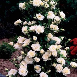 Rosa rampicante e molto fiorente Virgo bianco | Vivailazzaro.it