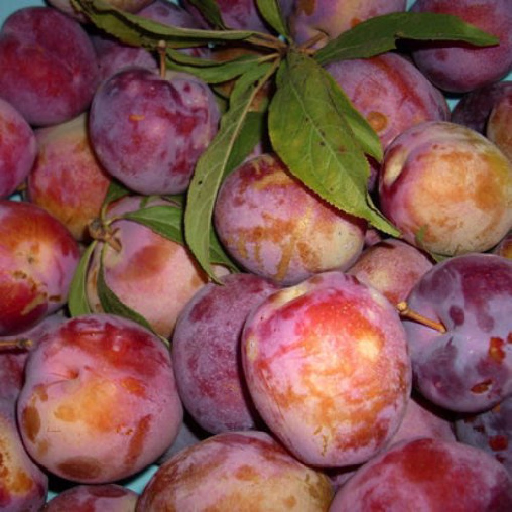 Susino Formosa produce frutti di pezzatura medio-grossa | Vivailazzaro.it