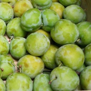 Vendita online della pianta da frutto Susino Stanley | Vivailazzaro.it