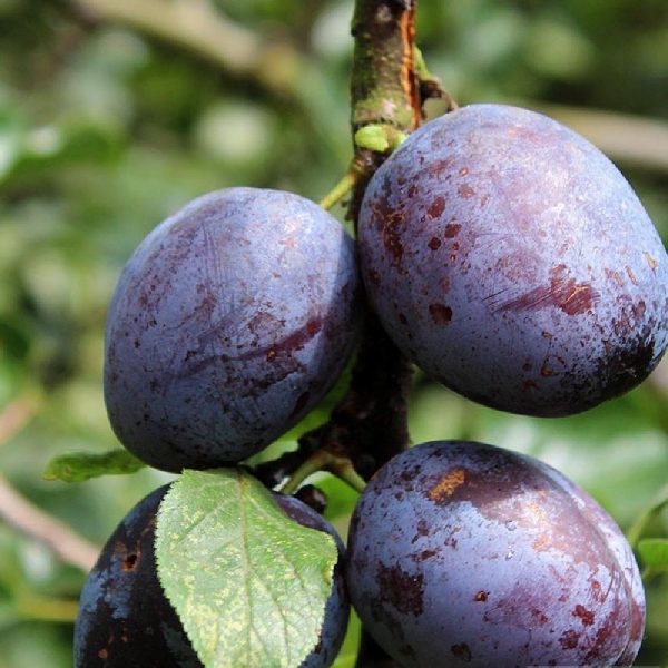 Susino Regina C. Violetta pianta da frutto autofertile | Vivailazzaro.it