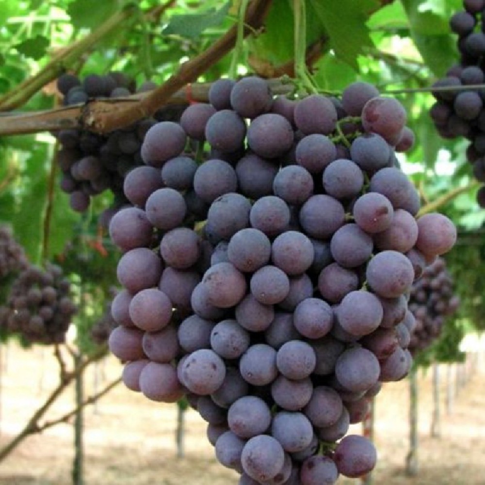 Uva Ecologica Francese nera varietà dal grappolo e acino medio grande | Vivailazzaro.it