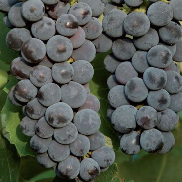 Produzione di viti di Uva Fragola nera | Vivailazzaro.it