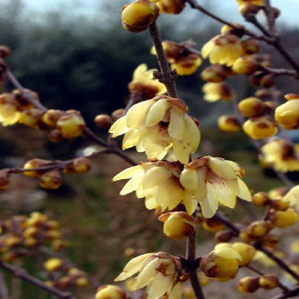 Arbusto Calicantus dai bei fiori dorati | Vivailazzaro.it