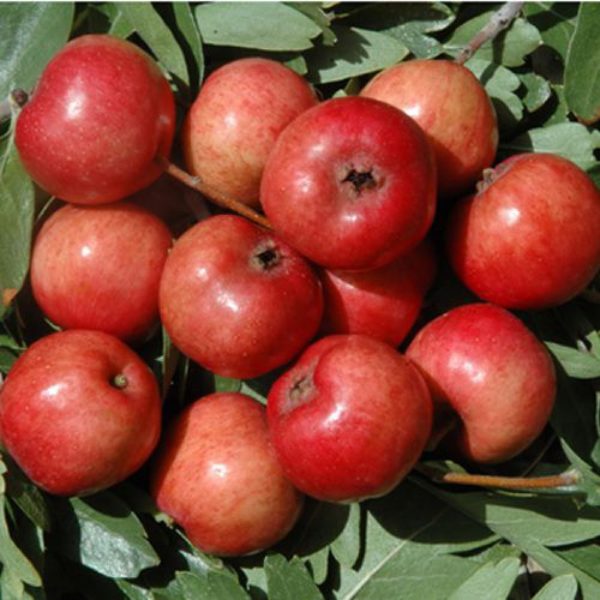 L'Azzeruolo Rosso è una pianta di media vigoria che produce frutti simili ad una piccola mela | Vivailazzaro.it