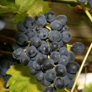 Moscato d’Adda vitigno di notevole produttività | Vivailazzaro.it