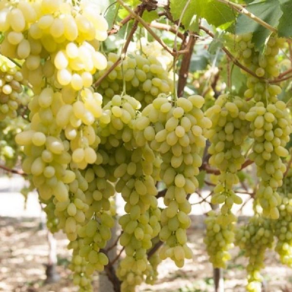 Vendita del vitigno Apirena Bianca di buona vigoria e discreta produzione Vivailazzaro.it