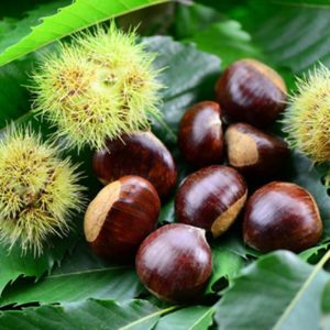 Chestnut - Castanea Sativa