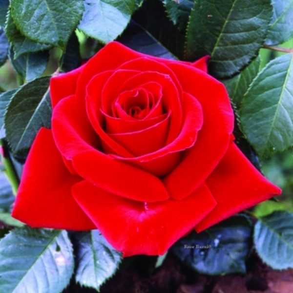 Rosa Dama di Cuori ad alberello con fiori grandi | Vivailazzaro.it