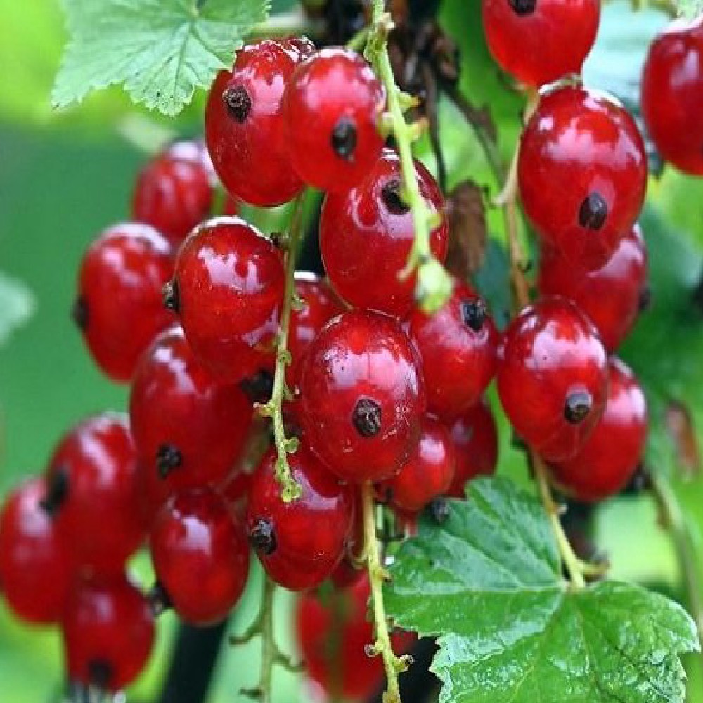 Arbusto vigoroso da frutta Ribes rosso Ribes Rubrum | Vivailazzaro.it