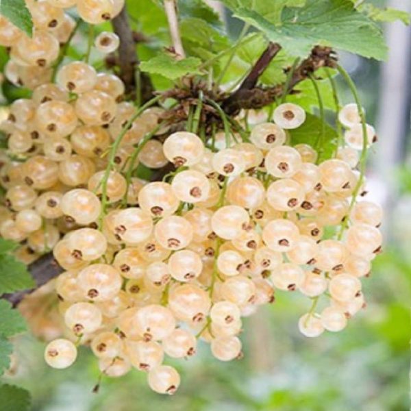 Arbusto da frutta Ribes bianco Ribes Rubrum | Vivailazzaro.it