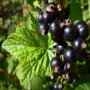 Arbusto di facile coltivazione Ribes nero – Ribes Nigrum | Vivailazzaro.it