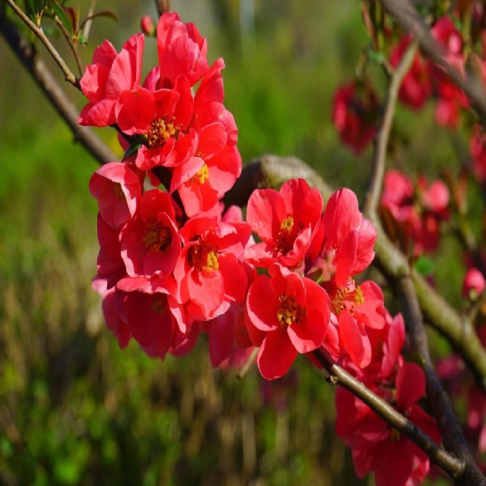 Arbusto da fiore Cydonia Japonica | Vivailazzaro.it