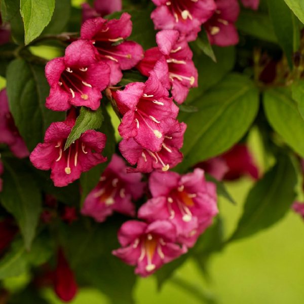 Arbusto da fiore Wegelia bristol ruby | Vivailazzaro.it
