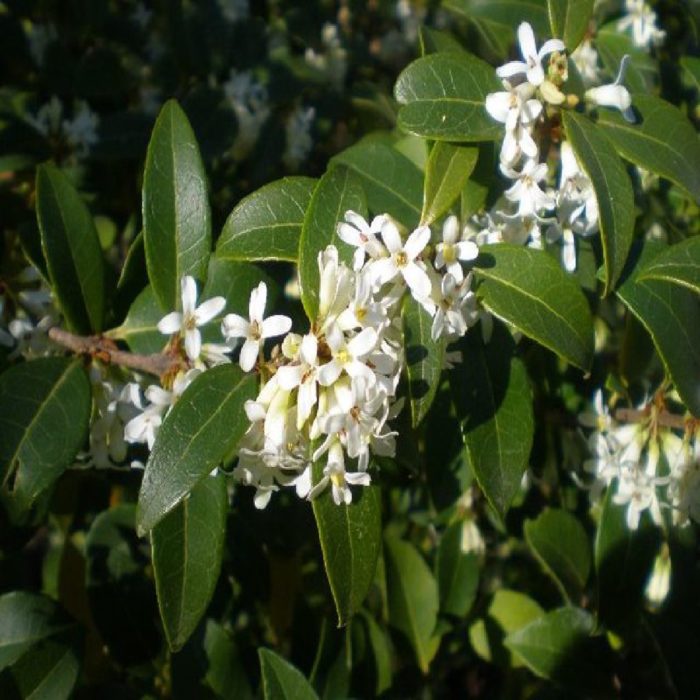 Calicantus - Vivai Lazzaro