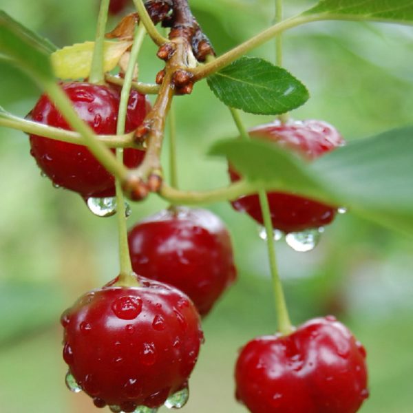 Ciliegio Giorgia è una pianta che produce frutti di pezzatura grossa | Vivailazzaro.it