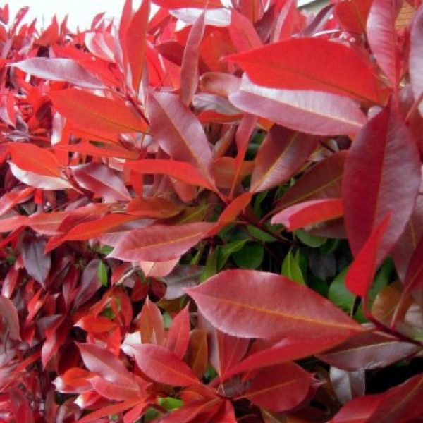 Fotinia “Red Robin” è una pianta da siepe sempreverde, forte e rigogliosa | Vivailazzaro.it