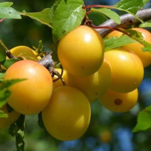 Il Susino nano produce frutti gialli di grossa dimensione | Vivailazzaro.it