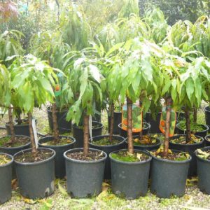 Percocca nana è una pianta da frutto che puòvivere in vaso | Vivailazzaro.it