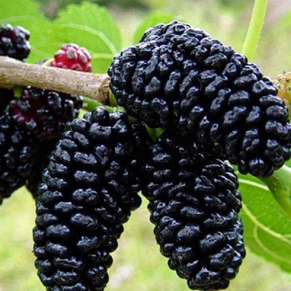 Gelso nero è un albero vigoroso di elevata produttività con frutti medio piccoli | Vivailazzaro.it