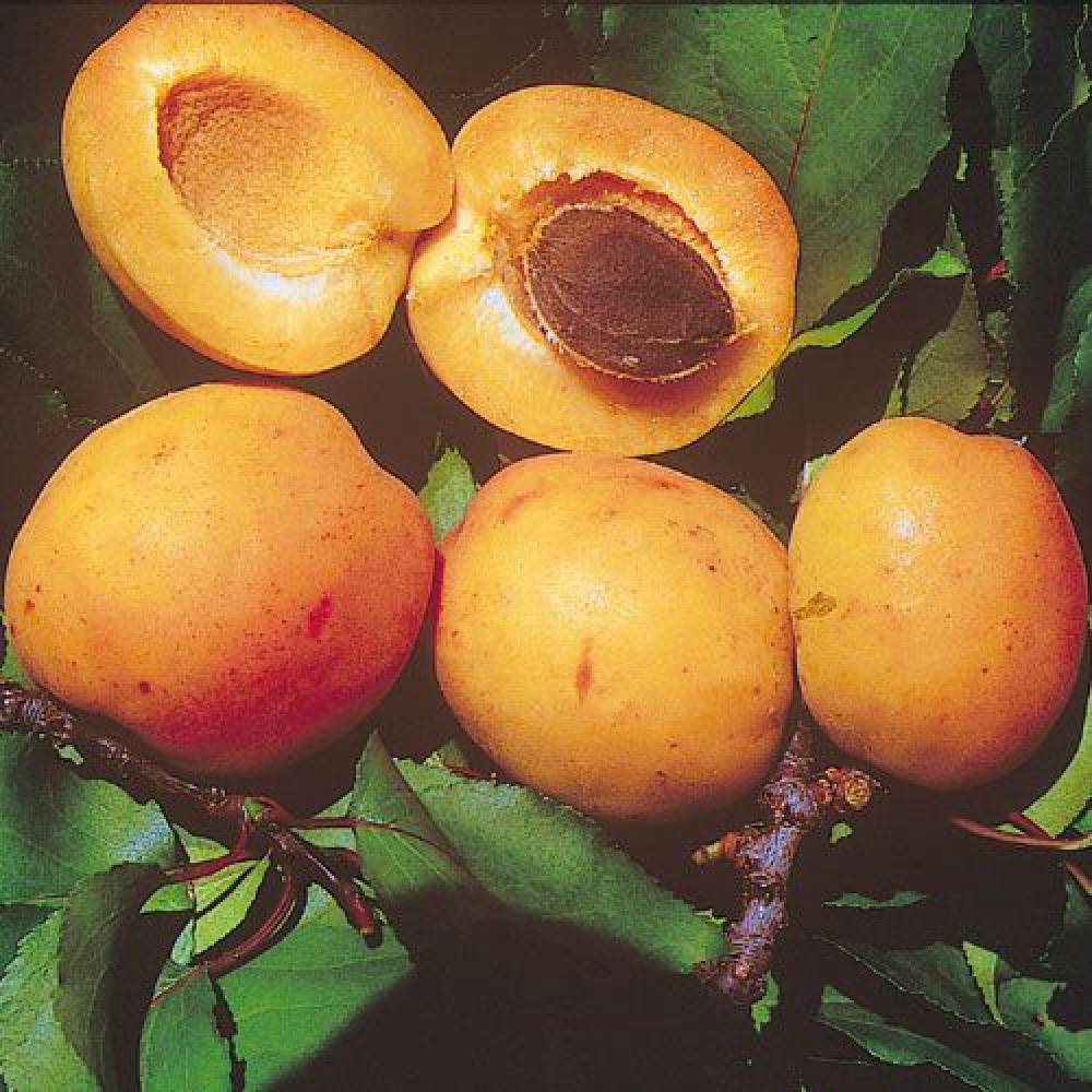 Reale d’Imola presenta frutti cuoriformi di calibro medio – grosso | Vivailazzaro.it