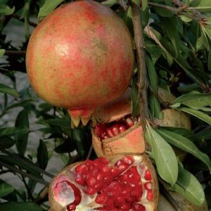 Pomegranate - Punica Granatum