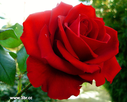 Rosa Jelica di grandi dimensioni produce fiori rosso scarlatto con petali ondulati | Vivailazzaro.it