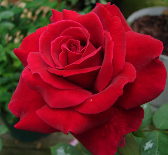 La rosa Mister Lincoln produce un fiore rosso scuro vellutato bellissimo dal profumo delizioso | Vivailazzaro.it