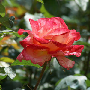 Rosa Regina delle Rose molto profumata con fiori rosso-arancio | Vivailazzaro.it