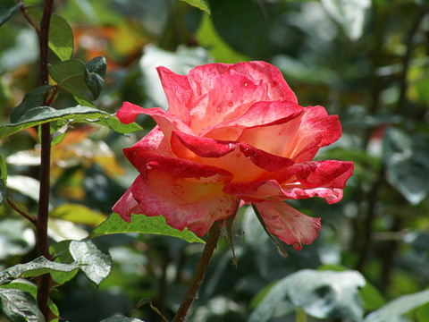 Rosa Regina delle Rose molto profumata con fiori rosso-arancio | Vivailazzaro.it