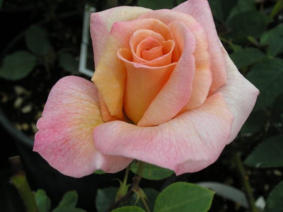 Rosa Michele è un rosaio di grandi dimensioni con fiori dal salmone al pesca | Vivailazzaro.it
