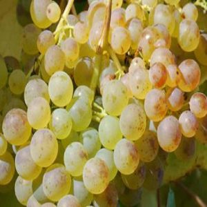 Uva Ecologica Francese Bianca varietà con grappolo e acini medio-grandi | Vivailazzaro.it