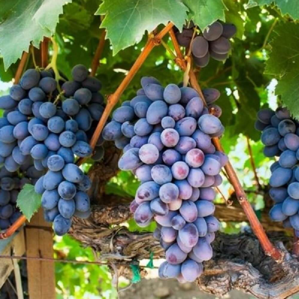 La Vite Apirena Nera produce grappoli grandi senza semi | Vivailazzaro.it