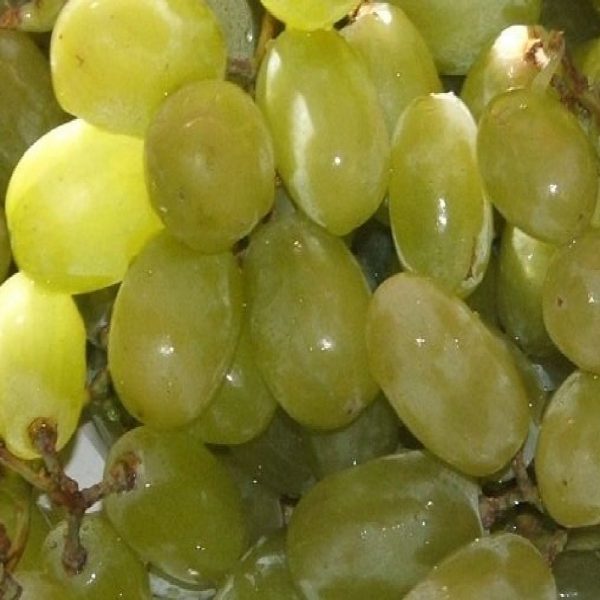 Uva Sultanina produce grappoli medio grandi | Vivailazzaro.it