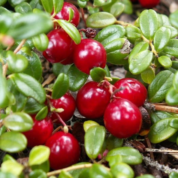 Arbusto da frutta vigoroso Mirtillo Rosso | Vivailazzaro.it