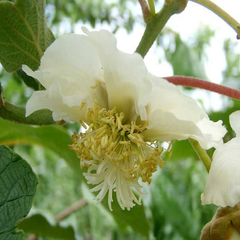 La pianta di Actinidia chinensis “Hayward” Maschio è una varietà impollinatrice e non fruttifica | Vivailazzaro.it