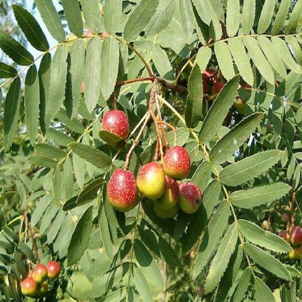 Sorbo Domestica è un albero da frutto dall’elevato valore ornamentale tipico del Mediterraneo | Vivailazzaro.it
